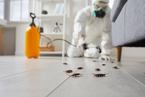 Post-Treatment Bed Bug Interceptor Monitoring in Kissimmee
